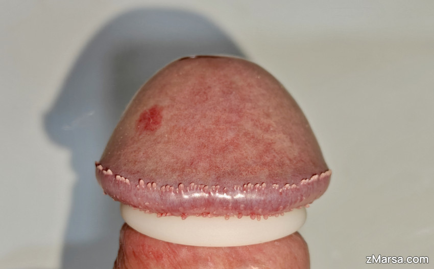 Zdjęcie Mój ulubione gatunek grzyba